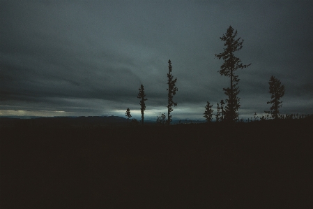 Tree horizon silhouette mountain Photo