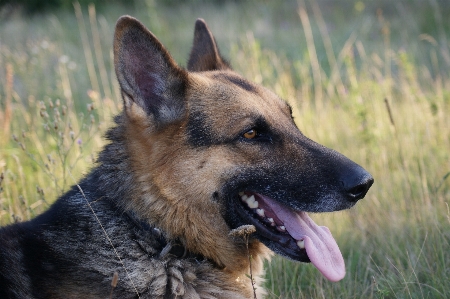 Photo Chien animal mammifère vertébré
