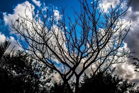 木 自然 森 荒野
 写真