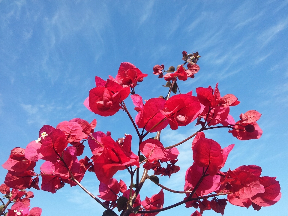 Fiore pianta cielo stelo