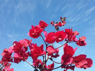 Blossom plant sky stem Photo