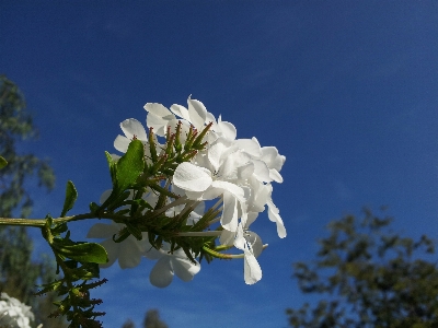 Tree nature branch blossom Photo