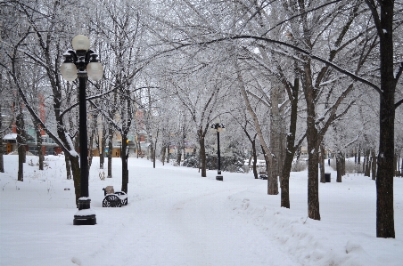 Foto Paisagem árvore caminho neve