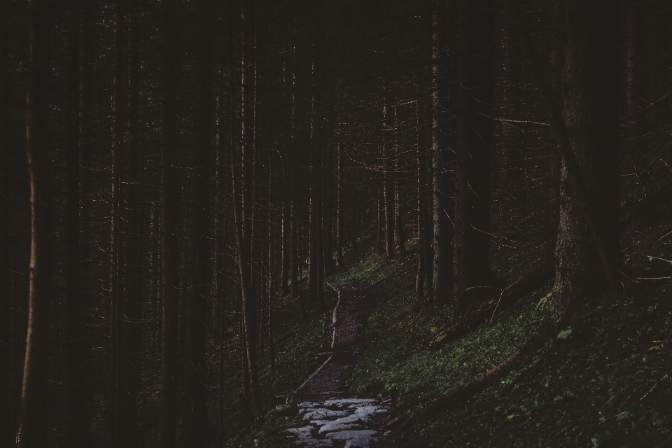 Tree forest path light