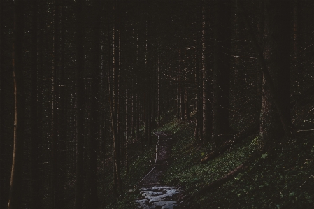 Tree forest path light Photo