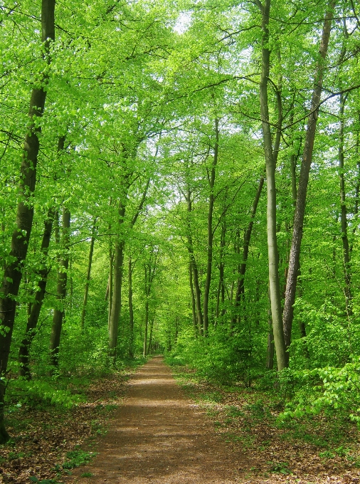 Arbre nature forêt usine