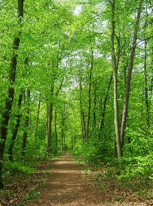 Tree nature forest plant Photo