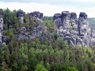 木 自然 森 rock 写真