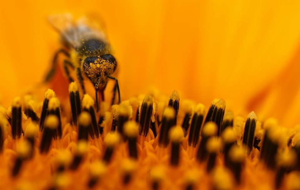 Nature usine champ la photographie