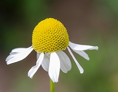 Foto Planta fotografía flor pétalo