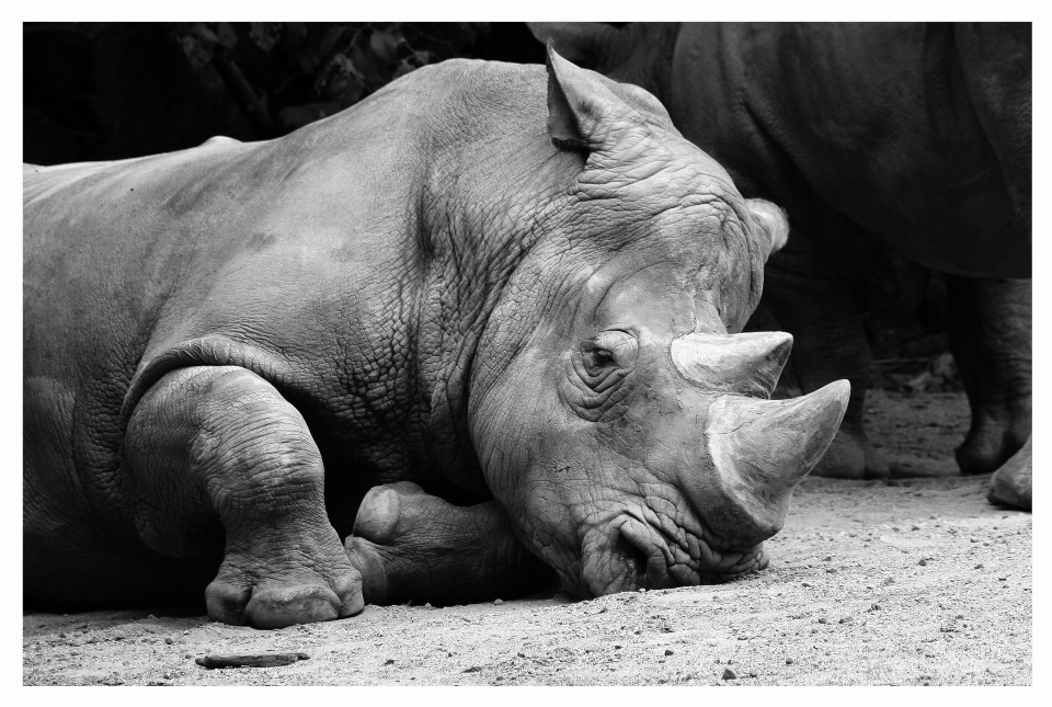 Noir et blanc
 zoo mammifère monochrome