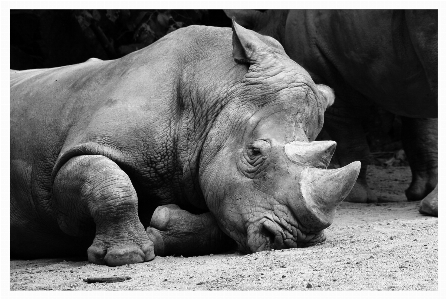 黒と白
 動物園 哺乳類 モノクロ 写真