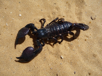 Nature sand desert insect Photo