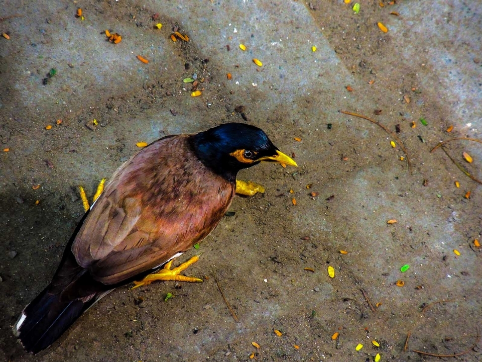 自然 鳥 野生動物 嘴