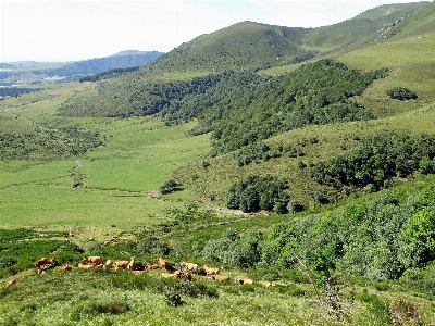 Landscape nature forest grass Photo