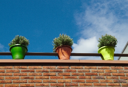 Foto Natura erba struttura cielo