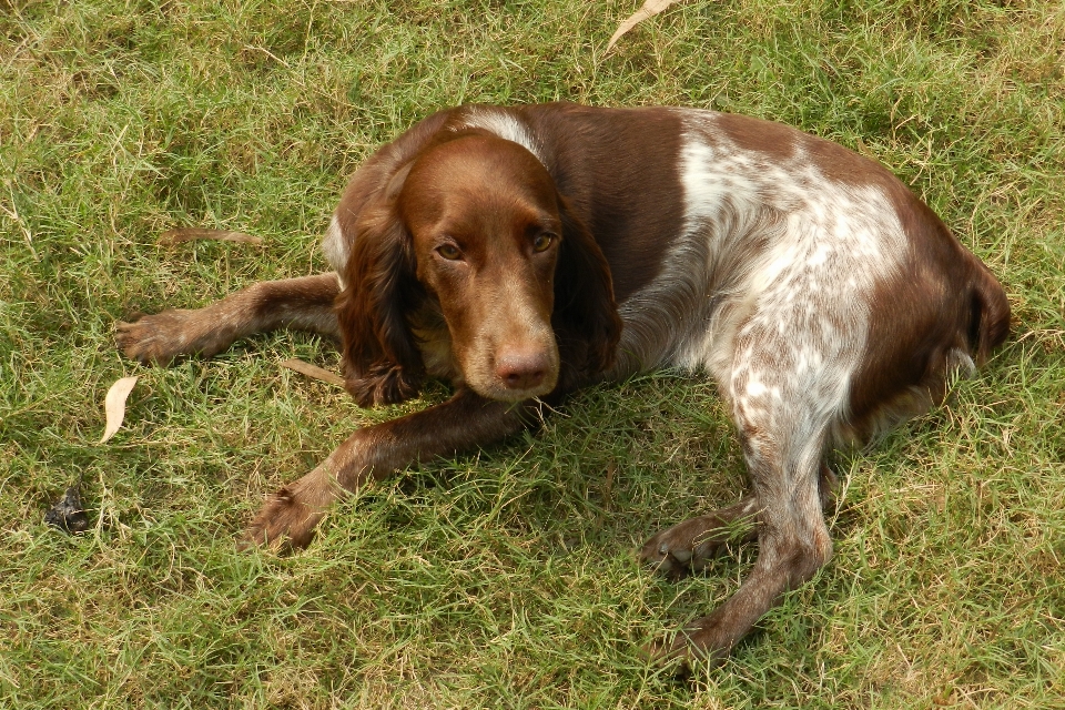 Prato dolce cane animale