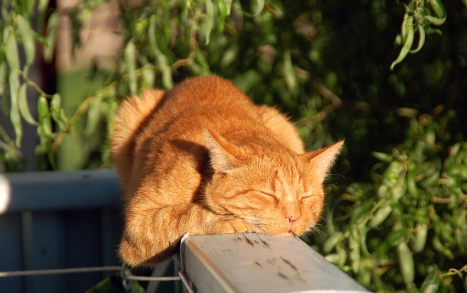 草 花 野生動物 猫