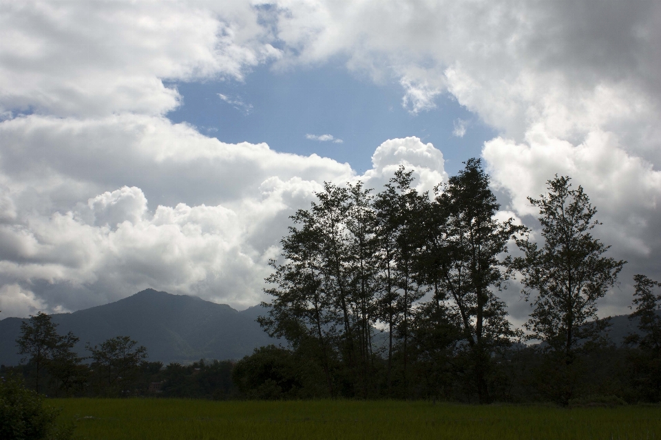 Landscape tree nature grass