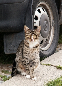 Animal pavement kitten cat Photo