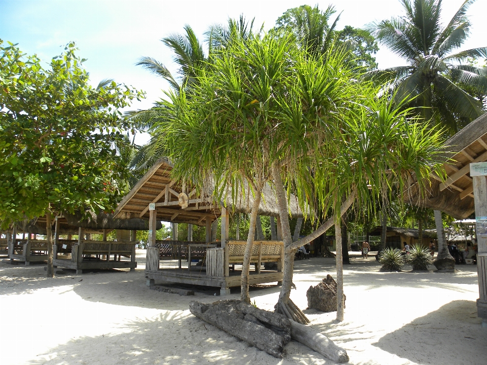 Beach tree asia property