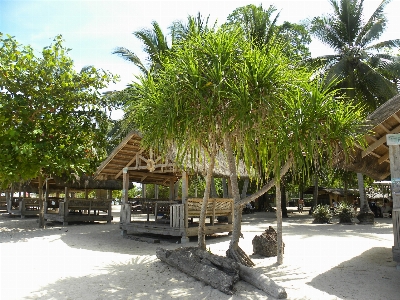 Beach tree asia property Photo