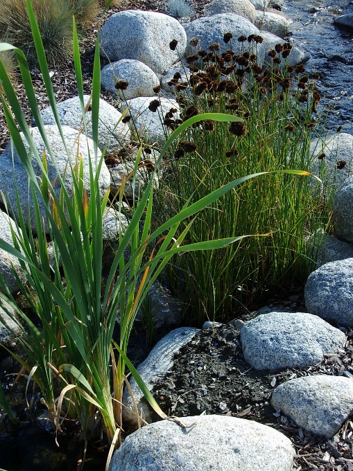 Wasser natur gras rock