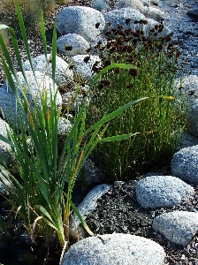 Water nature grass rock Photo