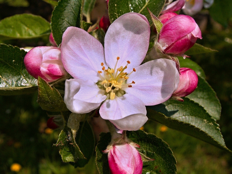 Albero fiore pianta petalo