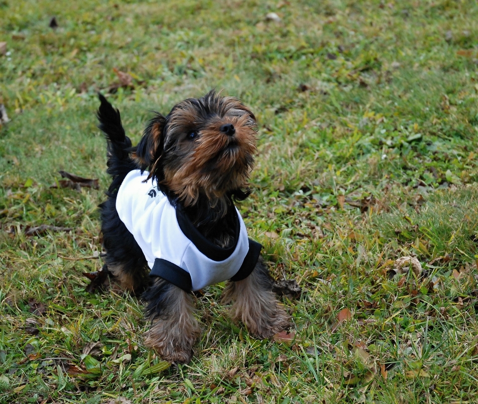 草 子犬 犬 哺乳類