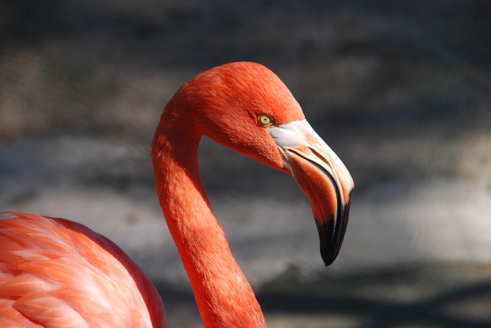 Pássaro asa animal vermelho