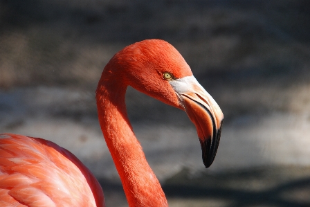 Photo Oiseau aile animal rouge