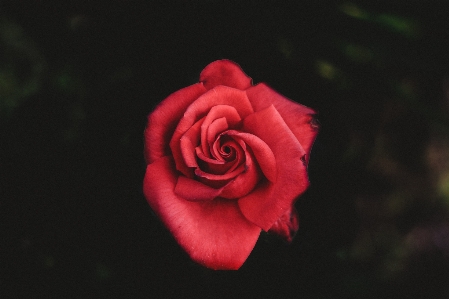 Plant photography flower petal Photo