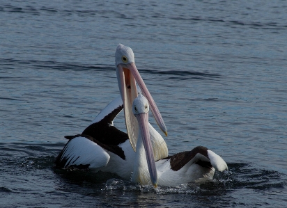 Foto Mar agua pájaro ala