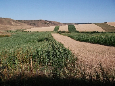 Landscape nature grass plant Photo