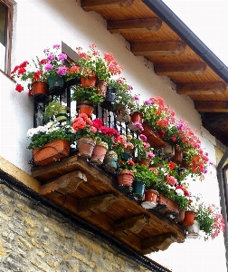 Foto Casa flor hogar verano