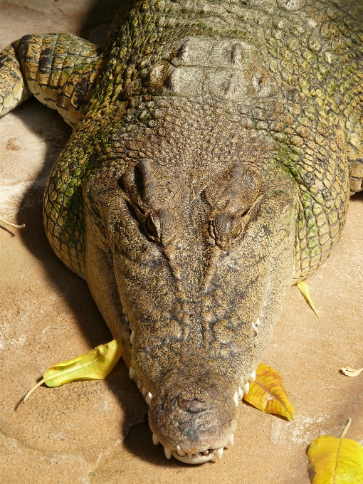 Zwierzę dzikiej przyrody gad fauna