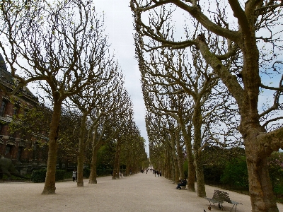 Tree winter people plant Photo