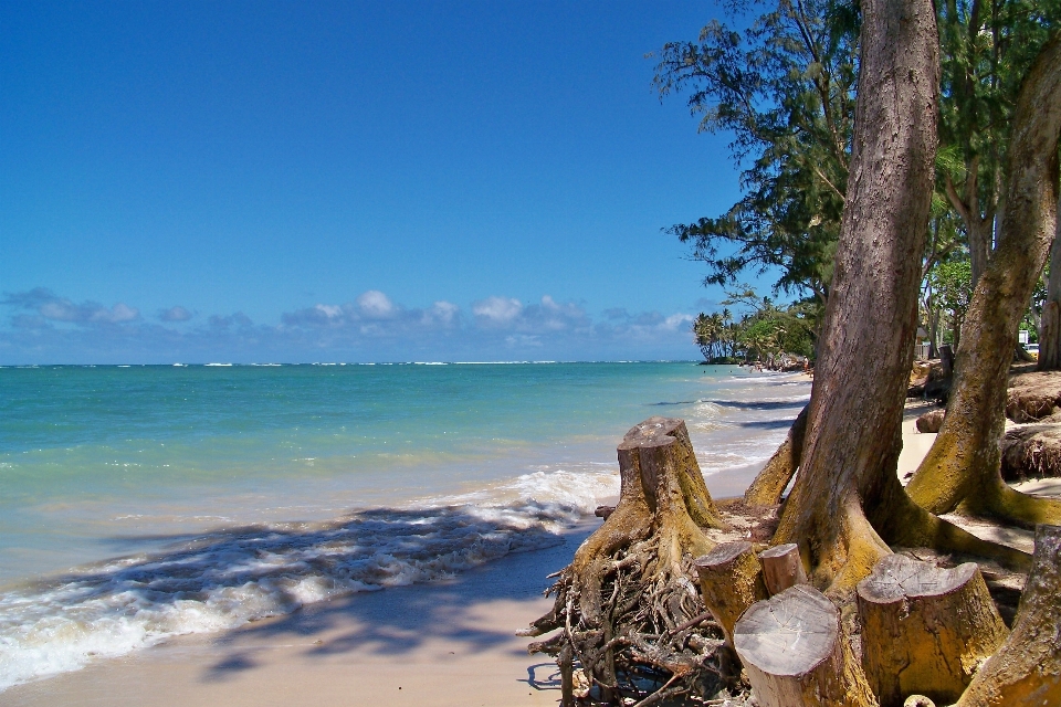 Pantai laut pesisir pohon