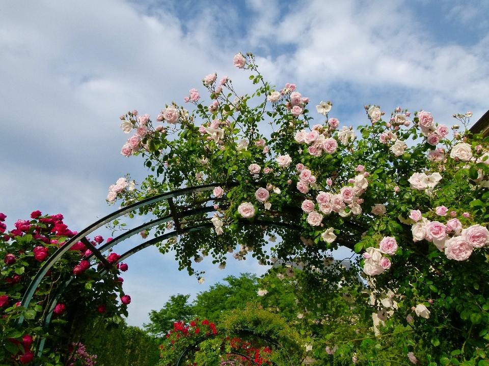 Naturaleza rama florecer planta