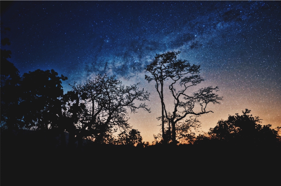 Arbre nature forêt horizon