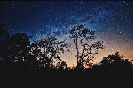 Baum natur wald horizont Foto