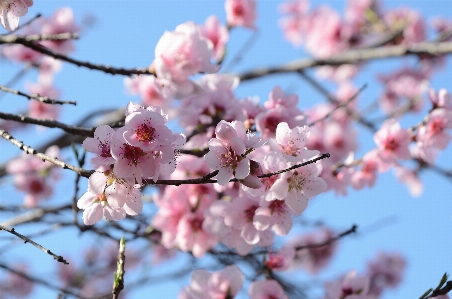 Tree nature branch blossom Photo