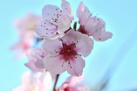 Nature branch blossom plant Photo