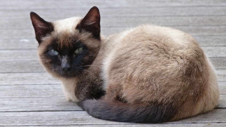 Animal gato mamífero cerca