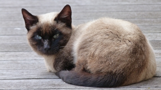 Foto Animale gatto mammifero vicino