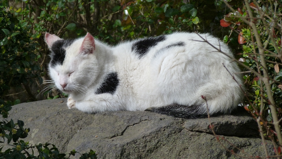 Herbe animal de compagnie chat mammifère