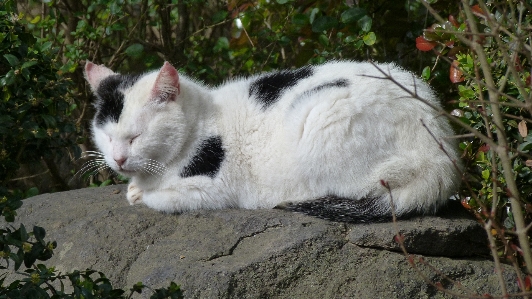 Foto Grama bicho de estimação gato mamífero