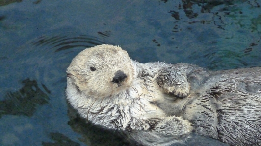 泳ぐ 毛皮 哺乳類 fauna 写真