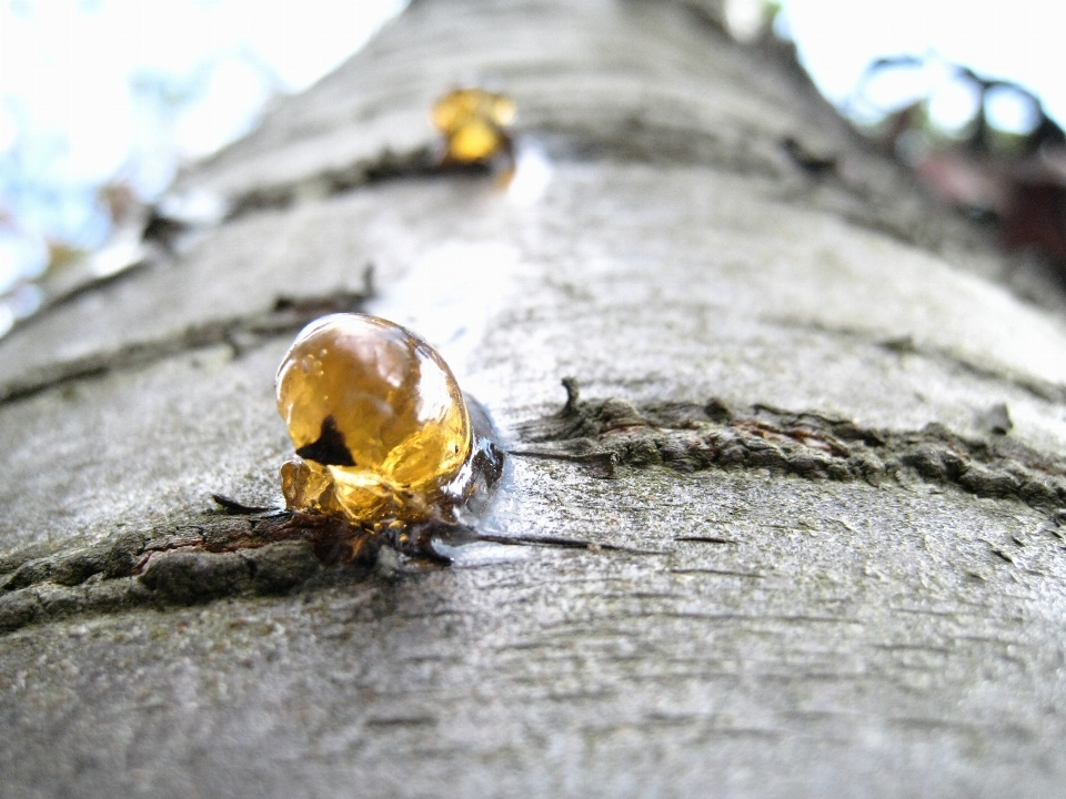 Tree nature branch liquid